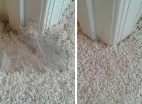 Repaired Pet Carpet Damage